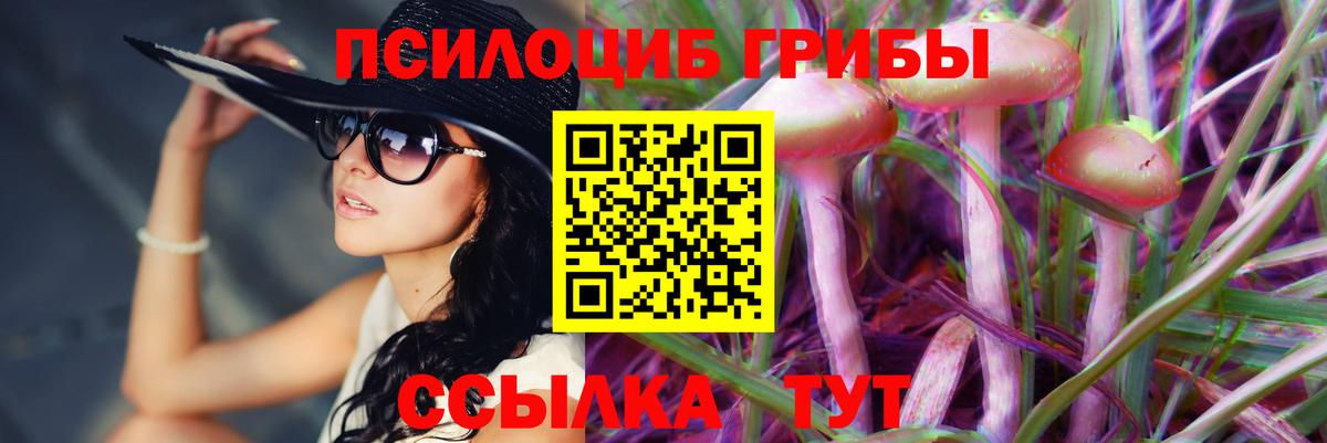 Карачаевск  Галлюциногенные грибы Psilocybine cubensis  Вход с VPN 